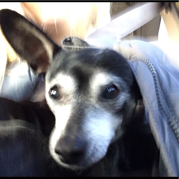 Meet your Posher, Morgan - Picture 1 of 1